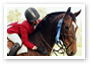 Sport all'aria aperta - bicicletta cavallo trekking